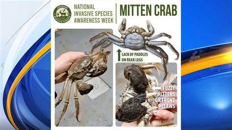 oregon fish and wildlife|Chinese mitten crab found in Lower Columbia River .